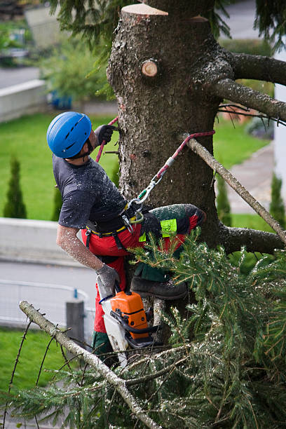 Best Tree Health Inspection  in New London, IA